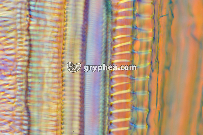 Vaisseaux spiralés CL x160 - gryphea.com